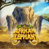 Afrikan Elephant